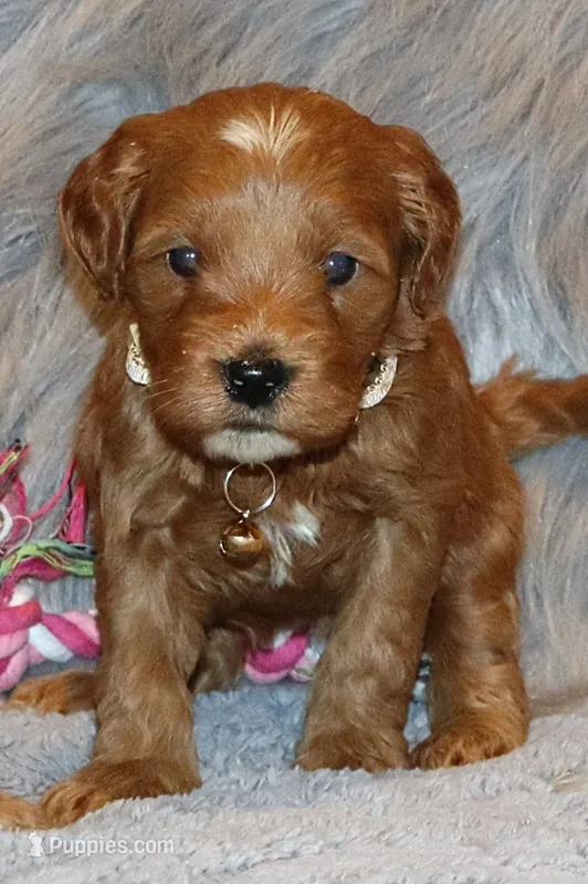 Whitney 🌷 Leash Training Started – Miniature Goldendoodle puppy for sale in Navarre, OH