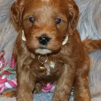 Whitney 🌷 Leash Training Started, a female Miniature Goldendoodle for sale in Navarre, OH – Photo 1 of 9