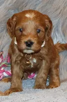 Whitney 🌷 GeneticClearParents, a female Miniature Goldendoodle for sale in Navarre, OH – Photo 2 of 10