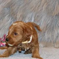 Whitney 🌷 Leash Training Started, a female Miniature Goldendoodle for sale in Navarre, OH – Photo 2 of 9