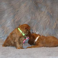 Whitney 🌷 Leash Training Started, a female Miniature Goldendoodle for sale in Navarre, OH – Photo 8 of 9