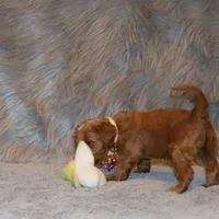 Whitney 🌷 Leash Training Started, a female Miniature Goldendoodle for sale in Navarre, OH – Photo 5 of 9