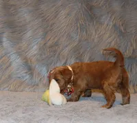 Whitney 🌷 GeneticClearParents, a female Miniature Goldendoodle for sale in Navarre, OH – Photo 6 of 10