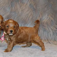 Whitney 🌷 Leash Training Started, a female Miniature Goldendoodle for sale in Navarre, OH – Photo 3 of 9