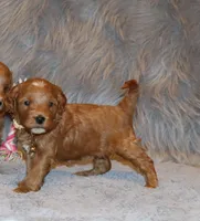 Whitney 🌷 GeneticClearParents, a female Miniature Goldendoodle for sale in Navarre, OH – Photo 4 of 10