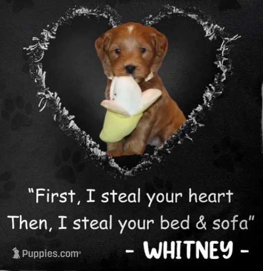 Whitney 🌷 GeneticClearParents