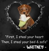 Whitney 🌷 GeneticClearParents, a female Miniature Goldendoodle for sale in Navarre, OH – Photo 1 of 10