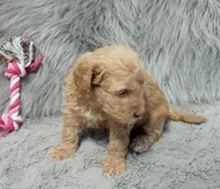 Zonda 🌷, a female Havapoo for sale in Navarre, OH – 7 of 10