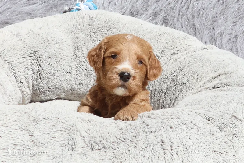 Manny 💙 – Miniature Goldendoodle puppy for sale in Navarre, OH