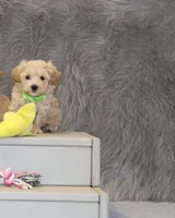 Pearl 🌷 Toy/Miniature, a female Havapoo for sale in Navarre, OH – 7 of 8