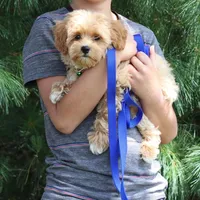 Toy/Miniature 👨‍👨‍👧‍👦💞🐕, a female Havanese and Poodle - Toy  for sale in Navarre, OH – Photo 5 of 7