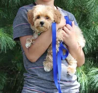 Toy/Miniature 👨‍👨‍👧‍👦💞🐕, a  Havanese and Poodle - Toy  for sale in Navarre, OH – Photo 5 of 7