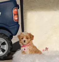 Toy/Miniature 👨‍👨‍👧‍👦💞🐕, a  Havanese and Poodle - Toy  for sale in Navarre, OH – Photo 6 of 7