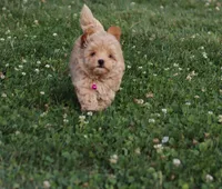 Toy/Miniature 👨‍👨‍👧‍👦💞🐕, a  Havanese and Poodle - Toy  for sale in Navarre, OH – Photo 3 of 7