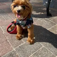 Toy/Miniature 👨‍👨‍👧‍👦💞🐕, a female Havanese and Poodle - Toy  for sale in Navarre, OH – Photo 7 of 7