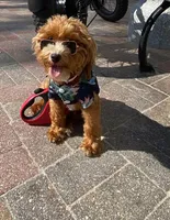 Toy/Miniature 👨‍👨‍👧‍👦💞🐕, a  Havanese and Poodle - Toy  for sale in Navarre, OH – Photo 7 of 7
