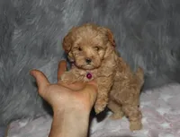 Toy/Miniature 👨‍👨‍👧‍👦💞🐕, a  Havanese and Poodle - Toy  for sale in Navarre, OH – Photo 4 of 7