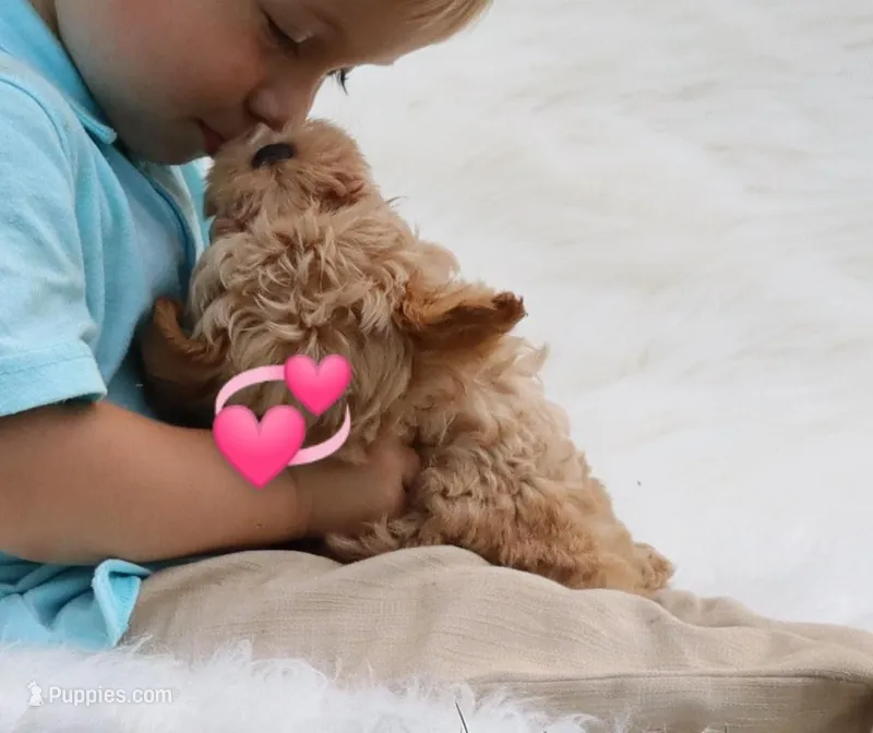Toy/Miniature 👨‍👨‍👧‍👦💞🐕 – Havanese, Poodle - Toy  puppy for sale in Navarre, OH