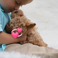 Toy/Miniature 👨‍👨‍👧‍👦💞🐕, a female Havanese and Poodle - Toy  for sale in Navarre, OH – Photo 2 of 7