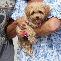 Toy/Miniature 👨‍👨‍👧‍👦💞🐕, a female Havanese and Poodle - Toy  for sale in Navarre, OH – Photo 1 of 7