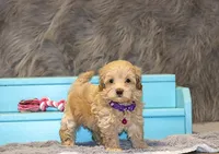 Toy/Miniature 👨‍👨‍👧‍👦💞🐕, a  Havanese and Poodle - Toy  for sale in Navarre, OH – 6 of 7