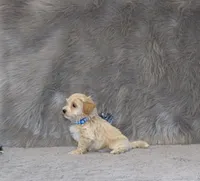 Parker 💙 Miniature, a male Havapoo for sale in Navarre, OH – 2 of 9