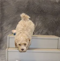 Parker 💙 👨‍👨‍👧‍👦💞🐕, a male Havapoo for sale in Navarre, OH – 2 of 10