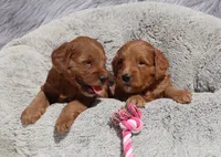 Melody 🌷, a female Miniature Goldendoodle for sale in Navarre, OH – 8 of 8