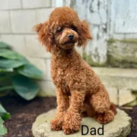 Ember 🌷👨‍👨‍👦‍👦💞🐕, a female Havapoo for sale in Navarre, OH – Photo 9 of 9