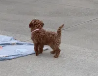 Ember 🌷👨‍👨‍👦‍👦💞🐕, a female Havapoo for sale in Navarre, OH – Photo 5 of 9