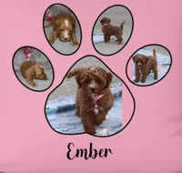 Ember 🌷👨‍👨‍👦‍👦💞🐕, a female Havapoo for sale in Navarre, OH – Photo 2 of 9