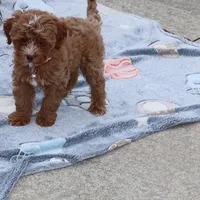 Ember 🌷👨‍👨‍👦‍👦💞🐕, a female Havapoo for sale in Navarre, OH – Photo 4 of 9