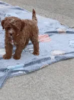 Ember 🌷👨‍👨‍👦‍👦💞🐕, a female Havapoo for sale in Navarre, OH – Photo 4 of 9