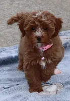 Ember 🌷👨‍👨‍👦‍👦💞🐕, a female Havapoo for sale in Navarre, OH – Photo 1 of 9