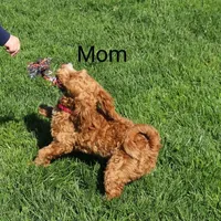 Ember 🌷👨‍👨‍👦‍👦💞🐕, a female Havapoo for sale in Navarre, OH – Photo 8 of 9