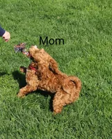 Ember 🌷👨‍👨‍👦‍👦💞🐕, a female Havapoo for sale in Navarre, OH – Photo 8 of 9