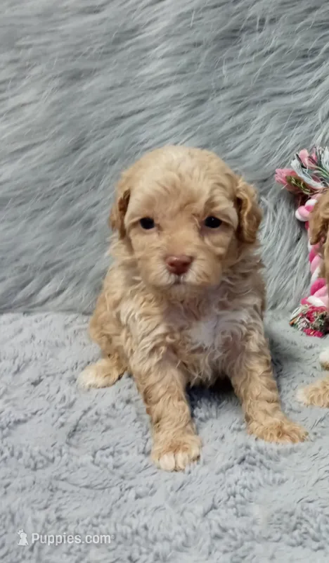 Zandra 🌷 – Havapoo puppy for sale in Navarre, OH