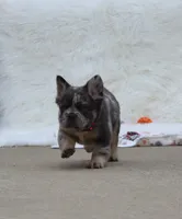 DREAM 🌷 GIRL, a female French Bulldog for sale in Navarre, OH – Photo 5 of 10