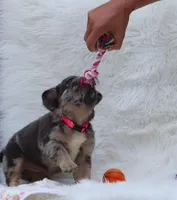 DREAM 🌷 GIRL, a female French Bulldog for sale in Navarre, OH – Photo 7 of 10