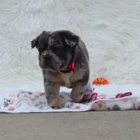 DREAM 🌷 GIRL, a female French Bulldog for sale in Navarre, OH – Photo 6 of 10