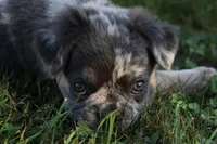 DREAM 🌷 GIRL, a female French Bulldog for sale in Navarre, OH – Photo 3 of 10