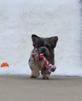 DREAM 🌷 GIRL, a female French Bulldog for sale in Navarre, OH – Photo 8 of 10