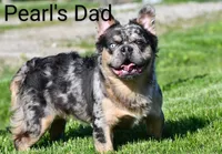 DREAM 🌷 GIRL, a female French Bulldog for sale in Navarre, OH – Photo 9 of 10