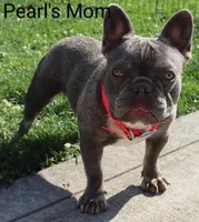 DREAM 🌷 GIRL, a female French Bulldog for sale in Navarre, OH – Photo 10 of 10