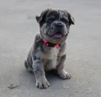 DREAM 🌷 GIRL, a female French Bulldog for sale in Navarre, OH – Photo 2 of 10