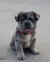 DREAM 🌷 GIRL, a female French Bulldog for sale in Navarre, OH – Photo 1 of 10