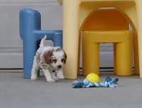 💙Flint🐕💕👨‍👩‍👧GenCLEARpar, a male Poodle - Miniature  and Miniature Goldendoodle for sale in Navarre, OH – Photo 2 of 10