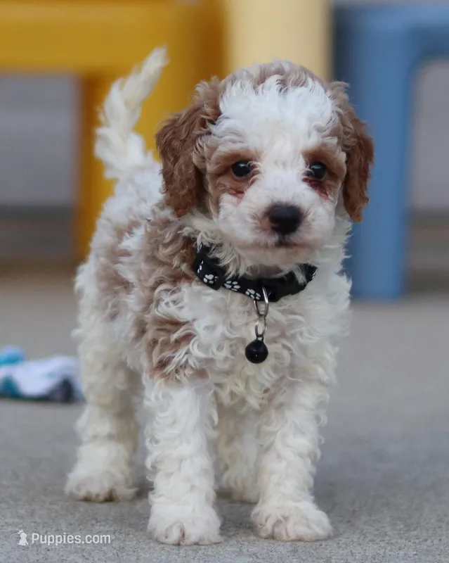 💙Flint🐕💕👨‍👩‍👧GenCLEARpar