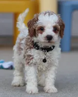 💙Flint🐕💕👨‍👩‍👧GenCLEARpar, a male Poodle - Miniature  and Miniature Goldendoodle for sale in Navarre, OH – Photo 1 of 10