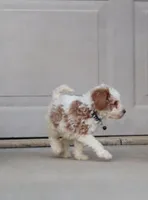 💙Flint🐕💕👨‍👩‍👧GenCLEARpar, a male Poodle - Miniature  and Miniature Goldendoodle for sale in Navarre, OH – Photo 5 of 10